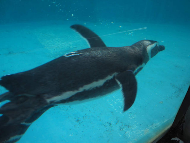 【石川/能登】癒しの幻想空間が広がる≪のとじま水族館≫ 