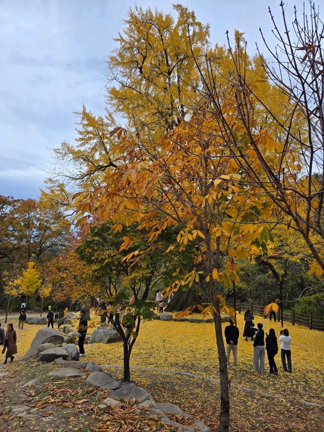 은행잎을 잡으면 소원이 이뤄지는곳💛