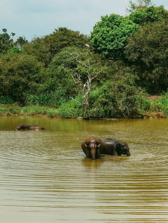 野生ゾウの楽園🐘Hurulu Eco Park🇱🇰