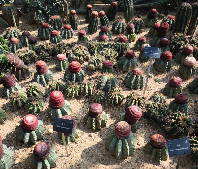 深圳仙湖植物公園