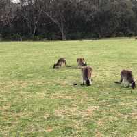 Hop Into Your Heart: Wild Kangaroo Encounter in Perth