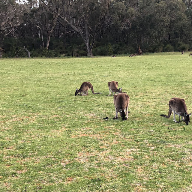 Hop Into Your Heart: Wild Kangaroo Encounter in Perth