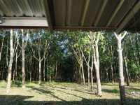 Chid ธรรมชาติ ที่พักบ้านรักไทย เนินมะปราง 