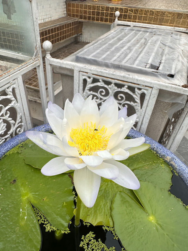 🐭 อุทยานพระพิฆเนศ องค์ยืน