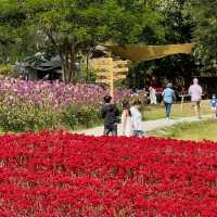 🌸 Bloom, Sip, and Snap at Floryday Khaoyai! 🌷