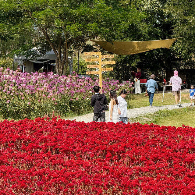 🌸 Bloom, Sip, and Snap at Floryday Khaoyai! 🌷