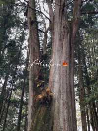 One Day Trip from Taipei to Alishan🏞️🍁