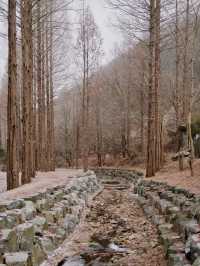 잔잔한 호수와 🏝️ 메타세콰이아숲의 운치있는 야외데이트 명소🏞️