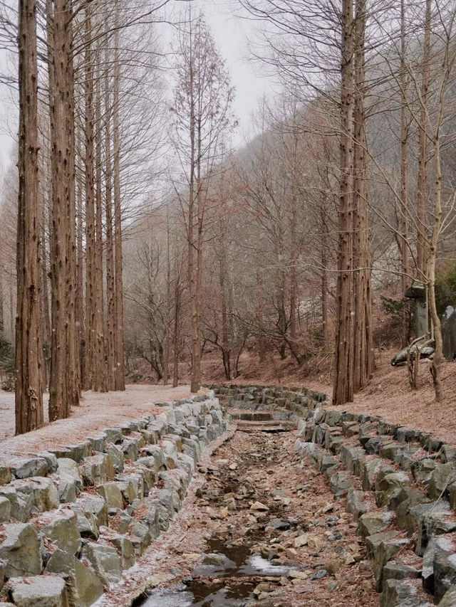 잔잔한 호수와 🏝️ 메타세콰이아숲의 운치있는 야외데이트 명소🏞️