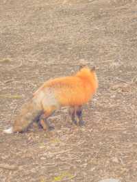 快來狐狸村擁抱可愛炸彈！🦊💕藏王奇幻之旅～