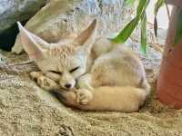 台南頑皮世界動物園｜可愛水豚 沙漠狐狸 長頸鹿