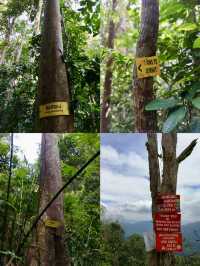 Conquer the Wild: Jungle Trekking at Ulu Bendul Forest Eco-Park