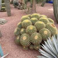 Amazing Jardim Majorelle with exotic plants