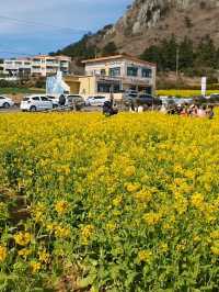 서귀포시 사계리 유채꽃밭, 봄의 낭만을 만끽하세요! 🌼✨