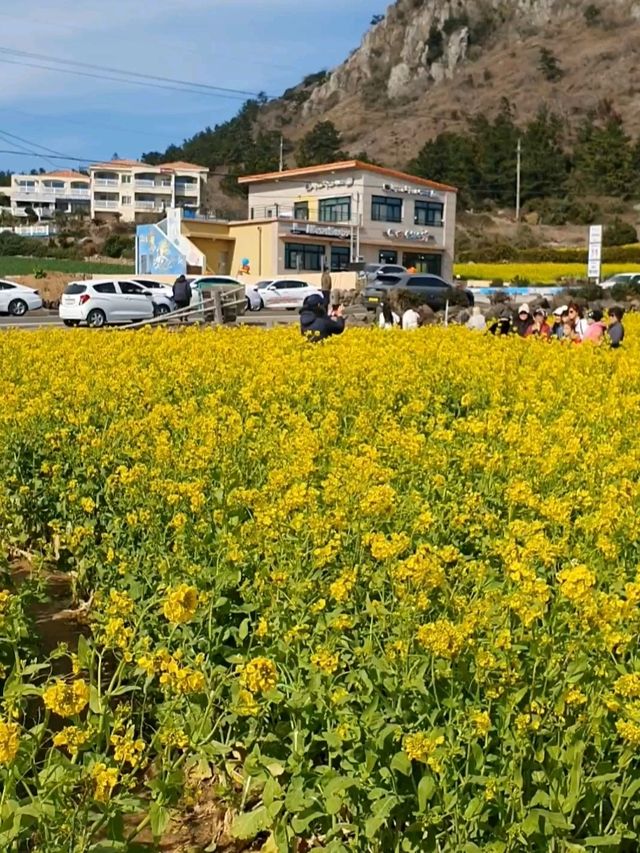 서귀포시 사계리 유채꽃밭, 봄의 낭만을 만끽하세요! 🌼✨