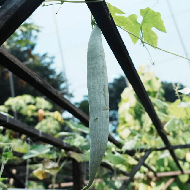 夢之島熱帶植物館～在“植物天堂裡的綠色奇境”中漫遊 🌴🌺