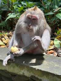 Ubud Monkey Forest