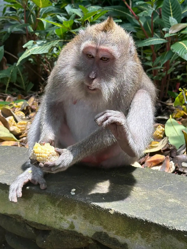 Ubud Monkey Forest