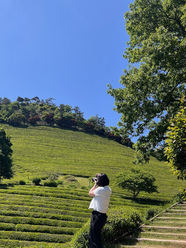 보성 녹차밭 여행 🍃