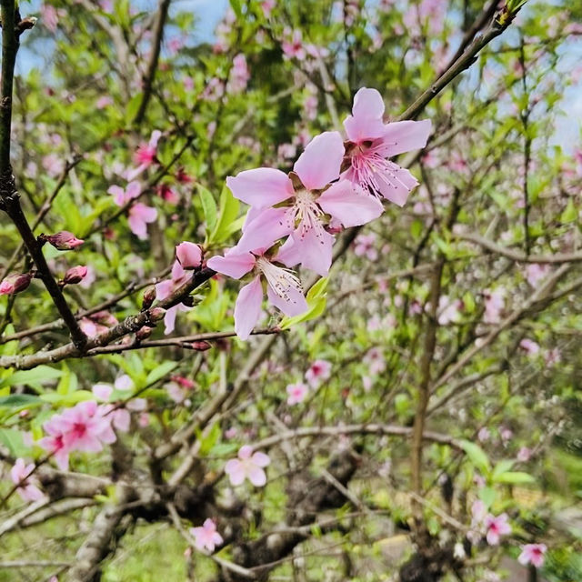 貓空漫遊-步道、美景與茶香的完美結合