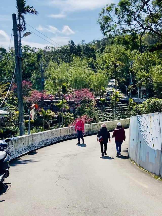 樟山寺漫遊-品茶、賞景與山林靜心之旅