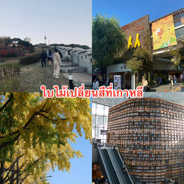 ใบไม้เปลี่ยนสี ที่เกาหลี