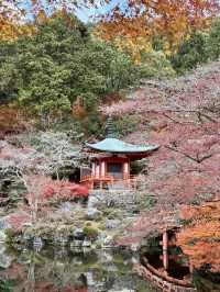 【京都府】桜の名所で紅葉を愉しむ