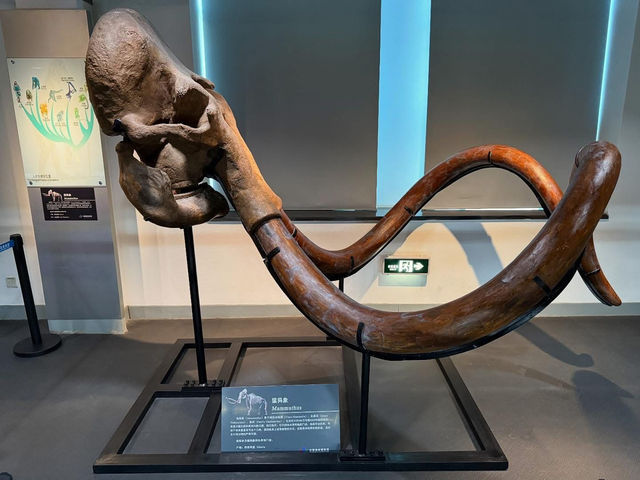 중국 베이징 지질 박물관 입니다.