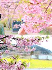 伊豆🌸河津櫻🌸伊豆仙人掌動物園🌸2天遊