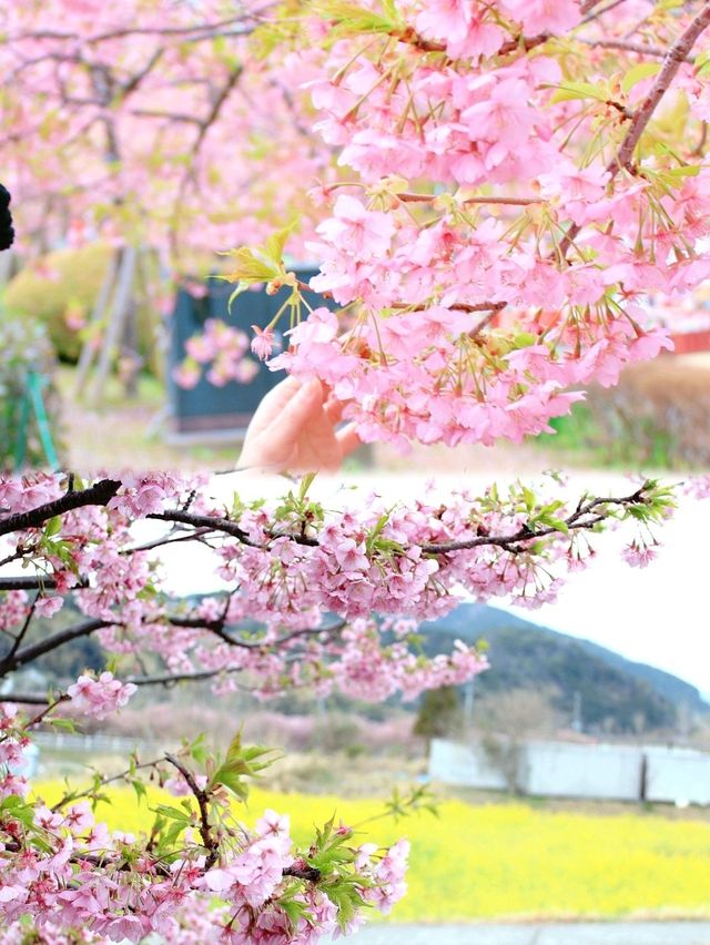 伊豆🌸河津櫻🌸伊豆仙人掌動物園🌸2天遊