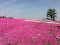 Lost in a Sea of Blossoms: Zhenjiang Shi