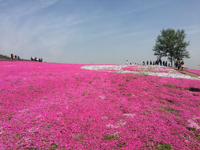 Lost in a Sea of Blossoms: Zhenjiang Shi