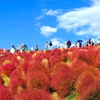 紅色波波草的夢境 🌈天空公園