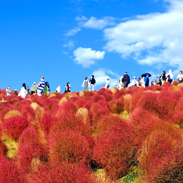 紅色波波草的夢境 🌈天空公園