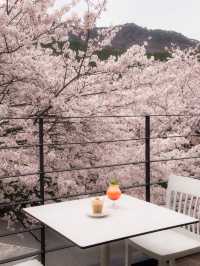 부산 벚꽃뷰 테라스 카페🌸