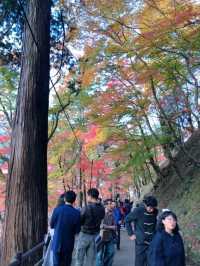 愛知の人気紅葉スポット