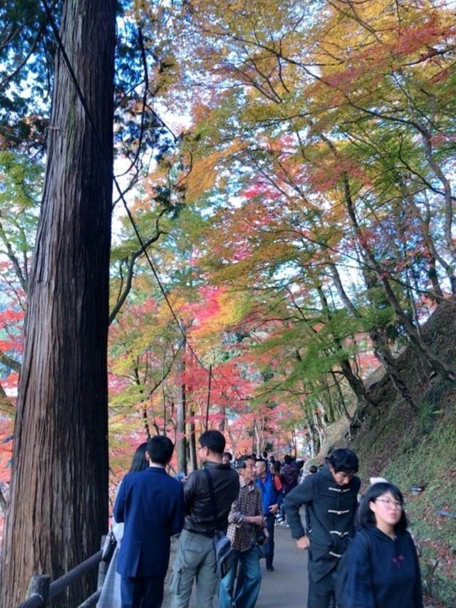 愛知の人気紅葉スポット