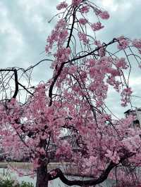 京都四條大橋下的櫻花夢 🌸✨