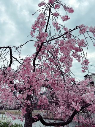 Cherry blossom dream under Shijo Bridge in Kyoto 🌸✨