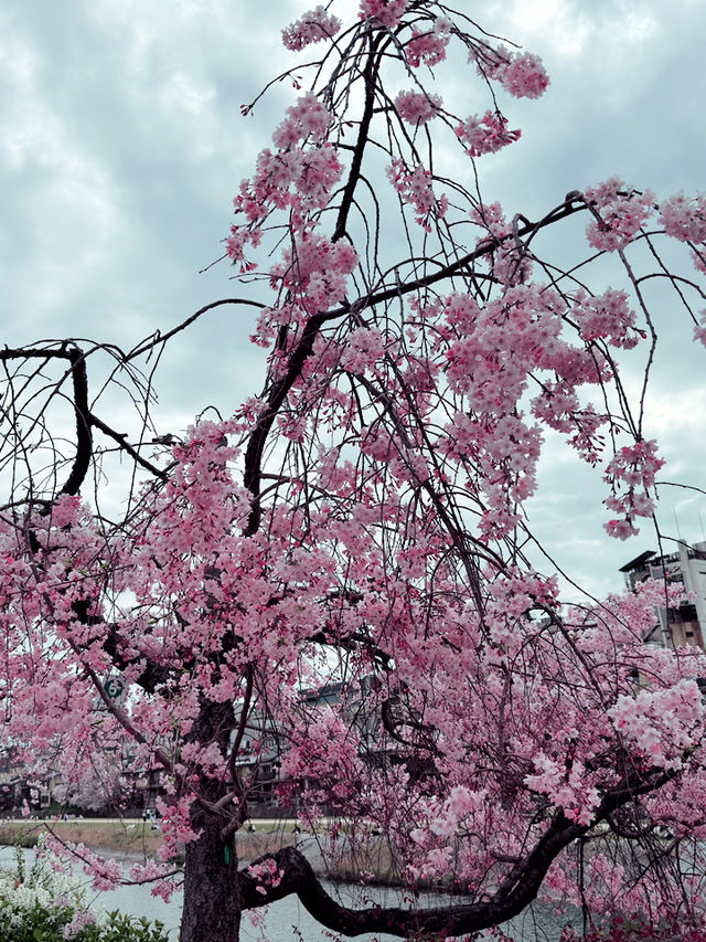 京都四條大橋下的櫻花夢 🌸✨