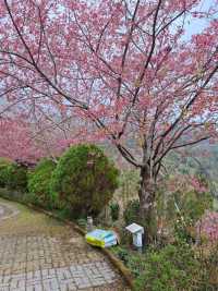 觀雲休閒農莊賞櫻美景