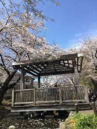 ซากุระบานที่ Negawa River เมือง Tachikawa ชิลล