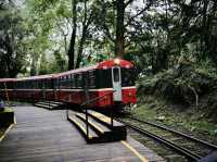 🚂🌲 阿里山小火車探險：在森林中漫步！🌳✨ 隨著火車的呼嘯聲，一起探索這片美麗的綠色世界吧！🌞🍃🌼