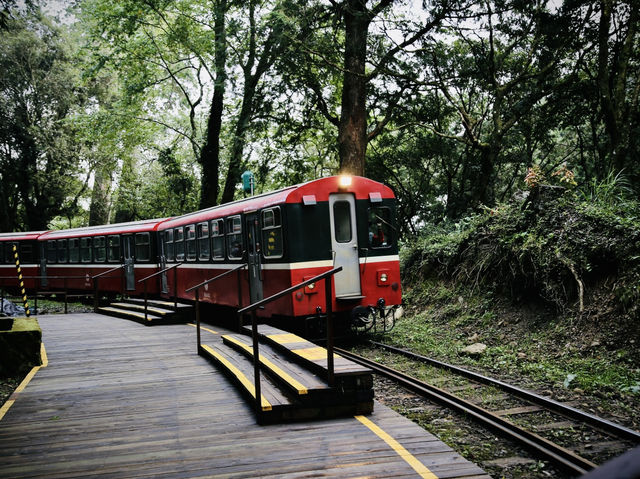 🚂🌲 阿里山小火車探險：在森林中漫步！🌳✨ 隨著火車的呼嘯聲，一起探索這片美麗的綠色世界吧！🌞🍃🌼