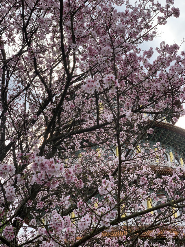 🌸 無極天元真壇：櫻花盛開的靈性之旅 🌸