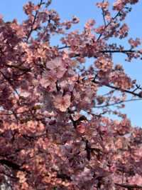 代代木公園的櫻花之美 🌸 