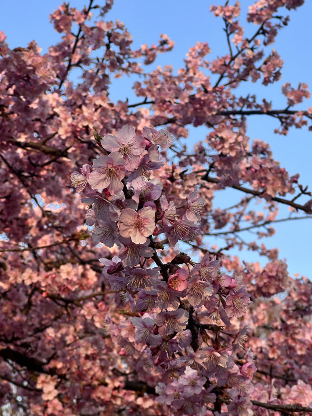代代木公園的櫻花之美 🌸 