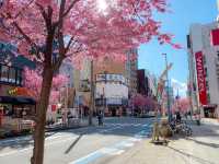 ต้นซากุระ @Sakae Street, Nagoya