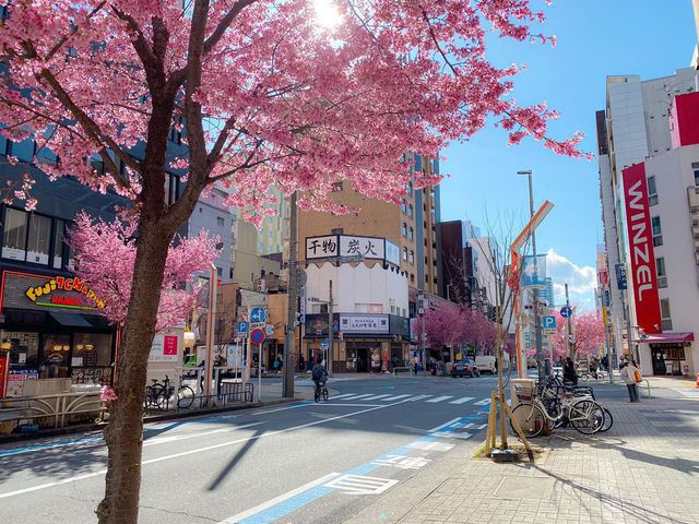 ต้นซากุระ @Sakae Street, Nagoya