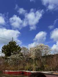 福岡｜水鄉柳川遊船 飽覽江戶時代城下町美景與船夫技藝